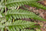 Log fern 